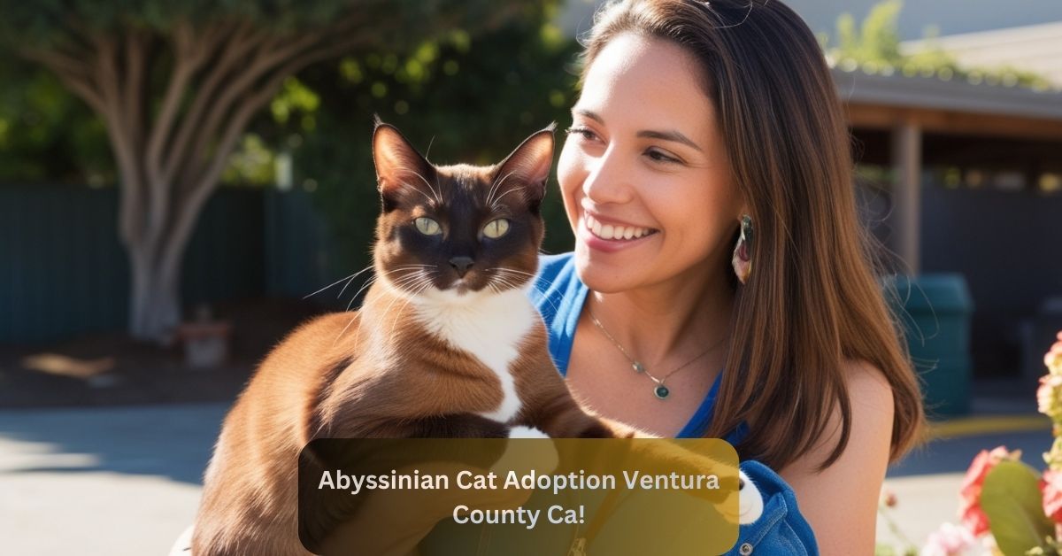 Abyssinian Cat Adoption Ventura County Ca!